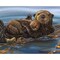 Sea Otter and Her Baby DigitalPanel 35 inch Cotton Fabric by David Textiles